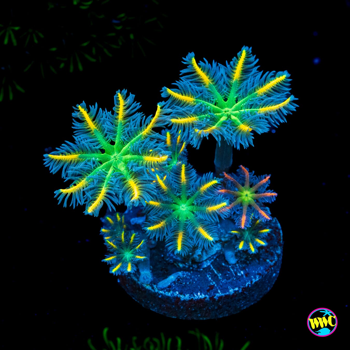 WWC Flower Power Clove Polyps