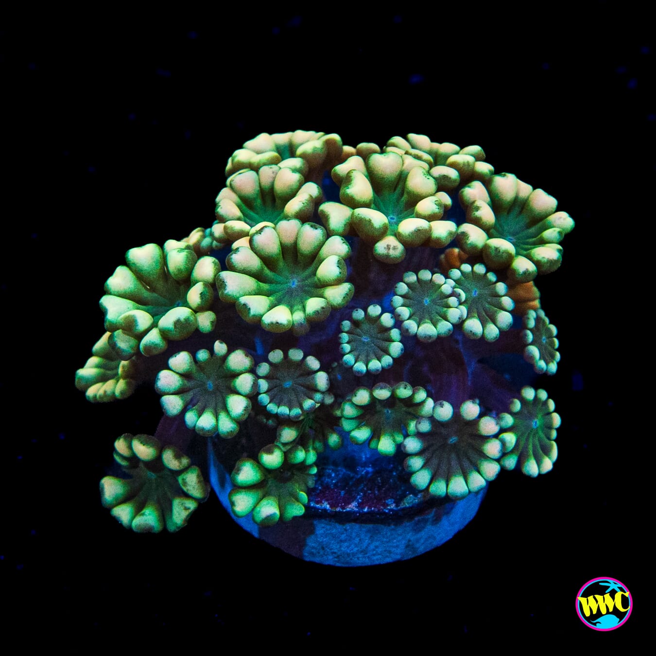Emerald Hologram Alveopora