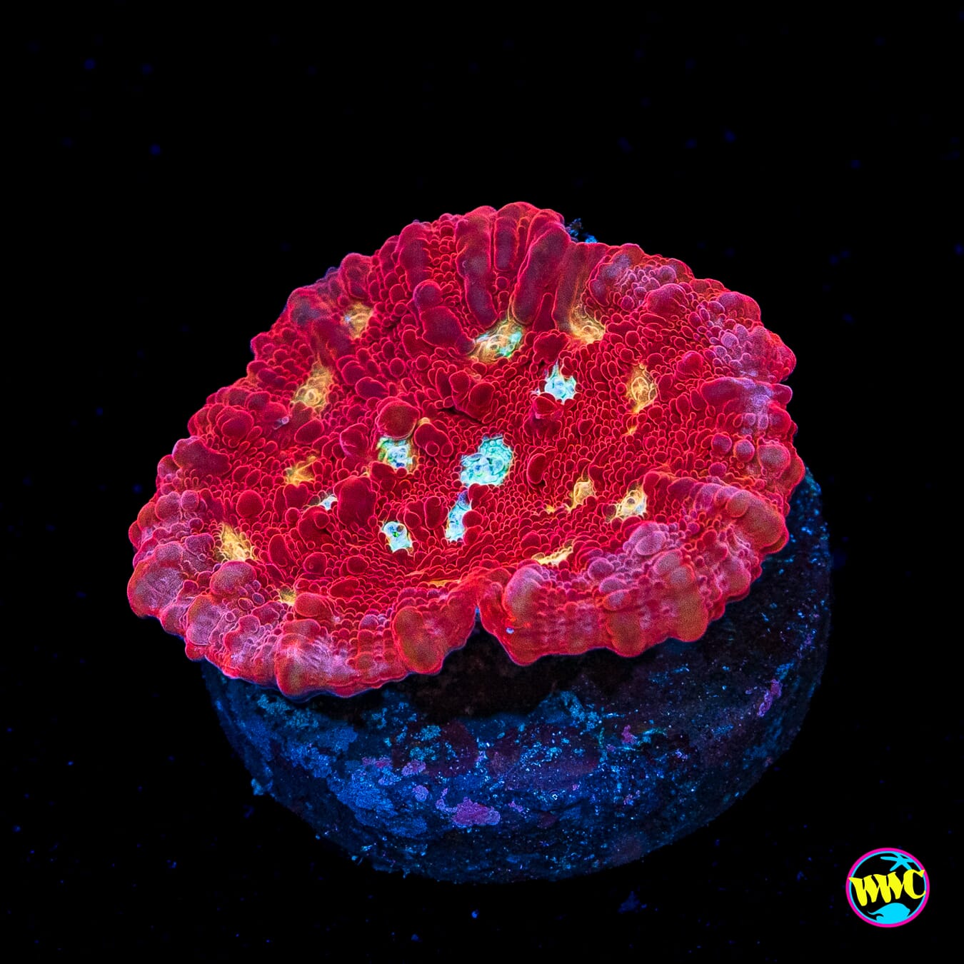 WWC Scarlet Ninja Chalice