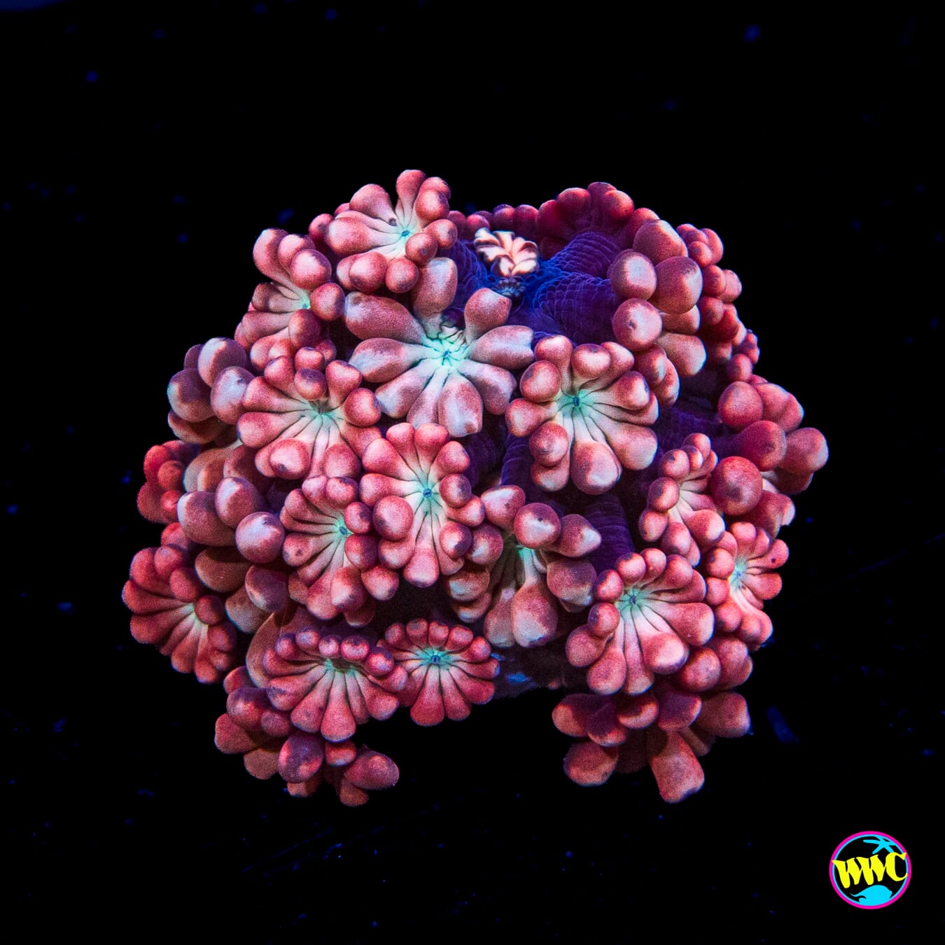 Rose Hologram Alveopora