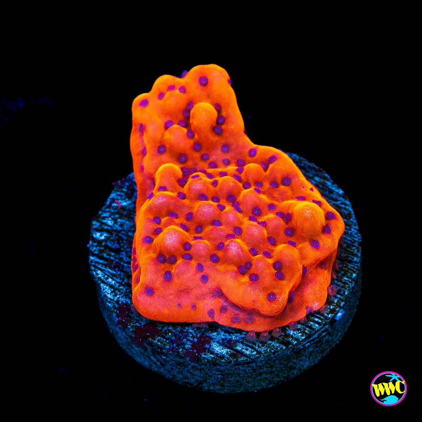WWC Fire Mage Montipora