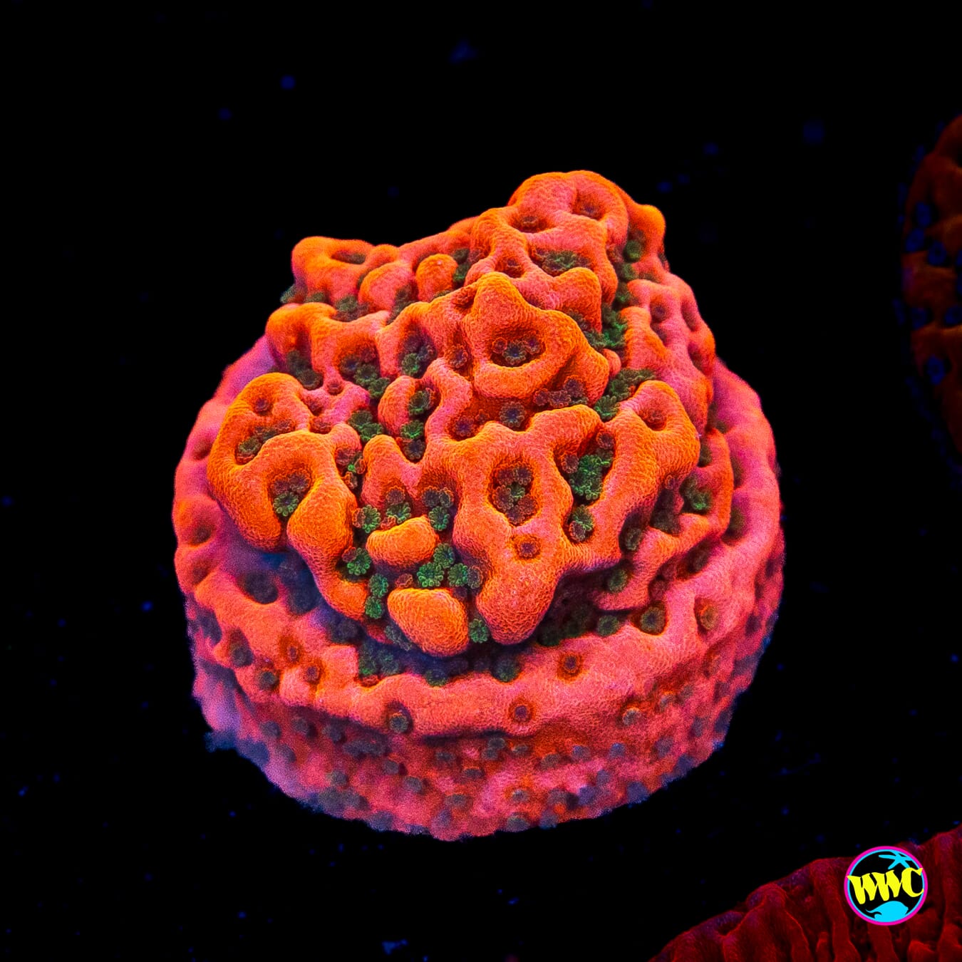 WWC Cherry Tree Montipora