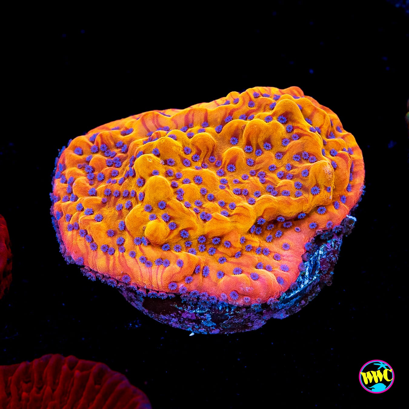 Jason Fox Altered Ego Montipora