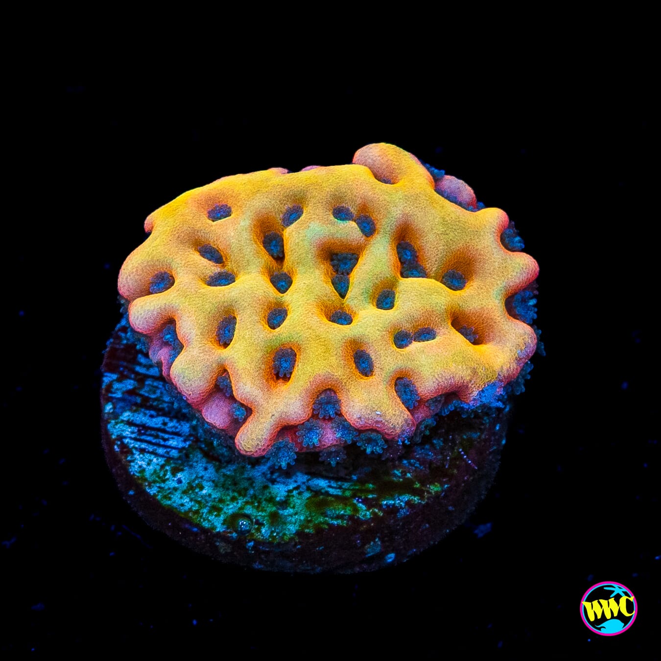 WWC Kung Pow Montipora