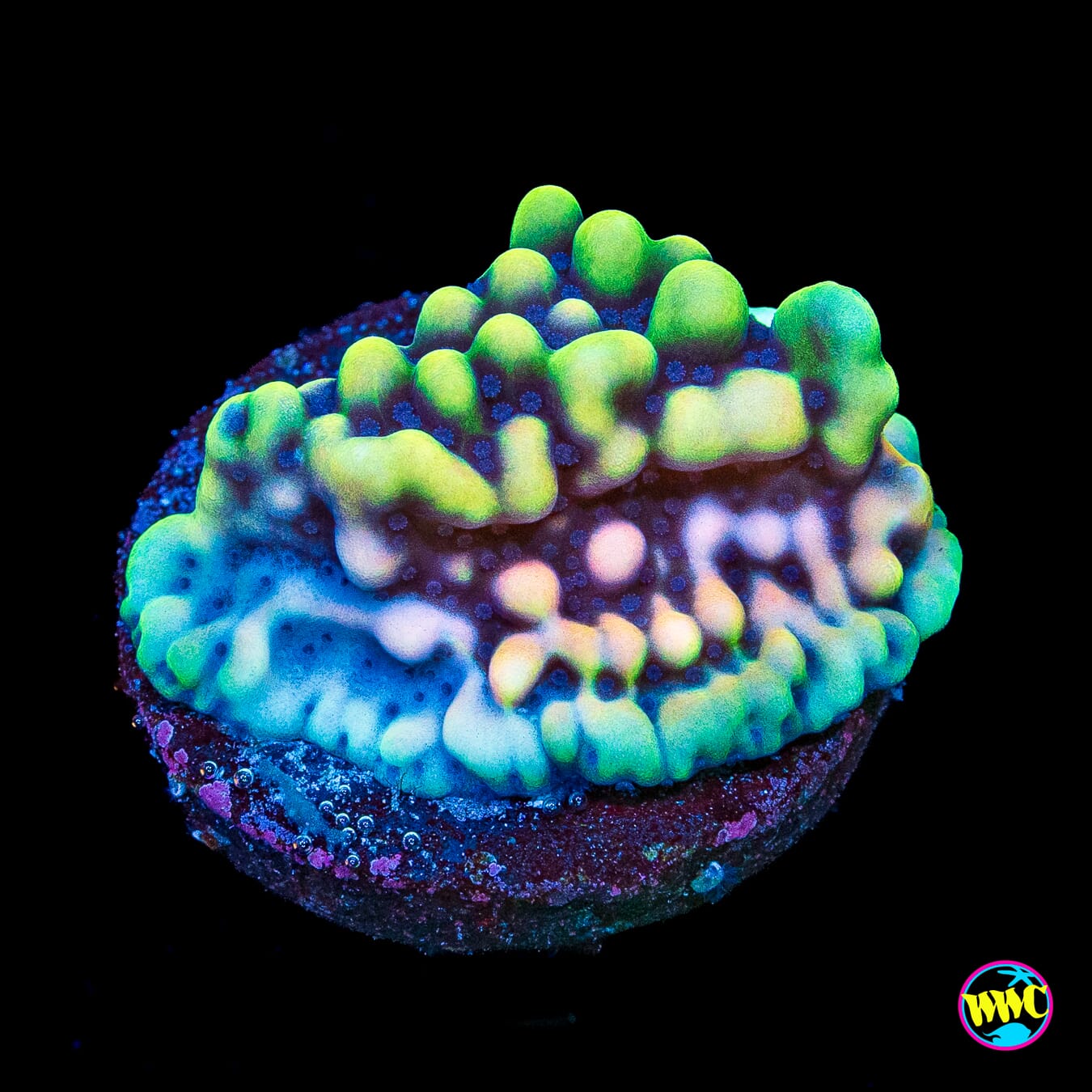 WWC Dark Portal Montipora