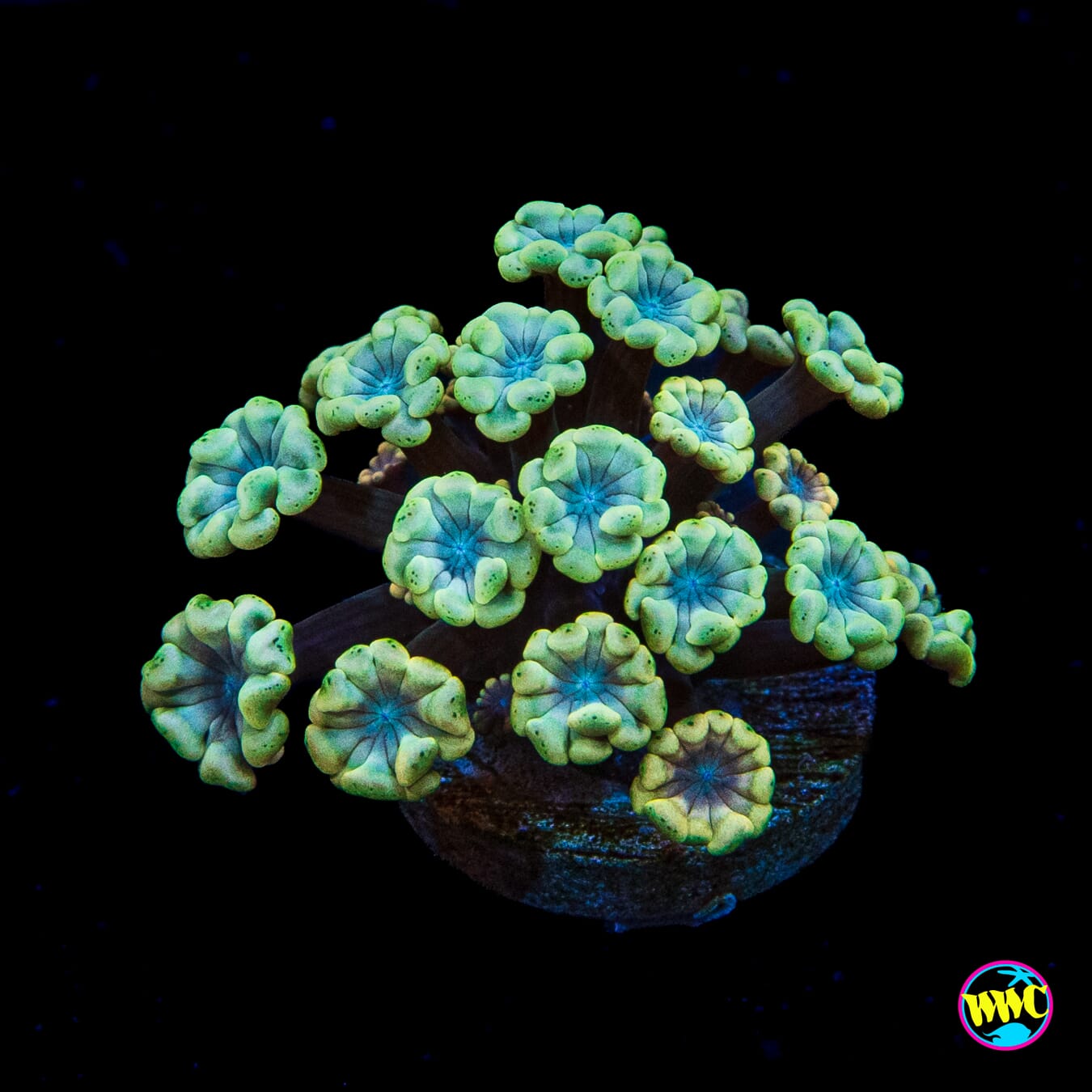 Hologram Alveopora