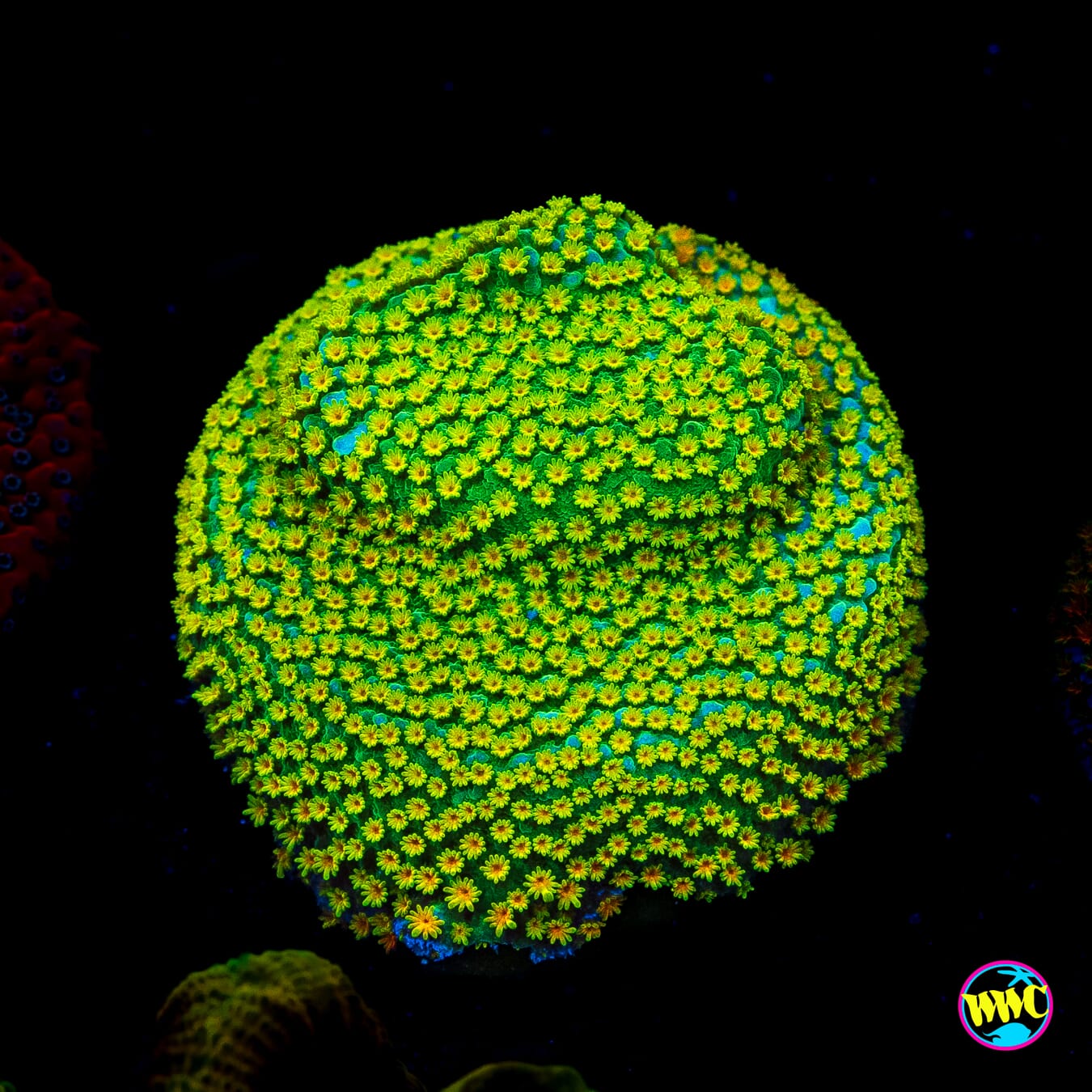 Jason Fox Rainbow Montipora