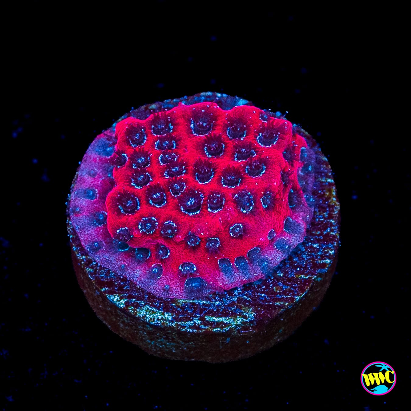 Darth Maul Porites