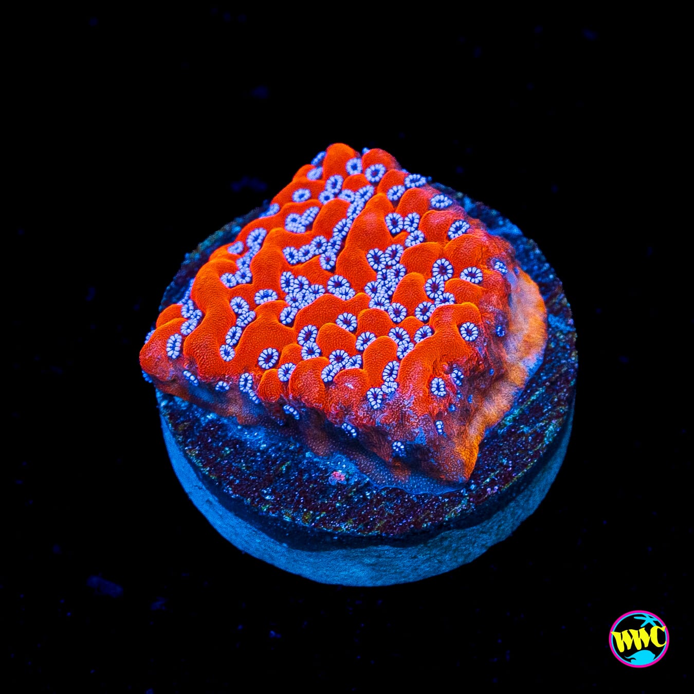 WWC Frost Mage Montipora