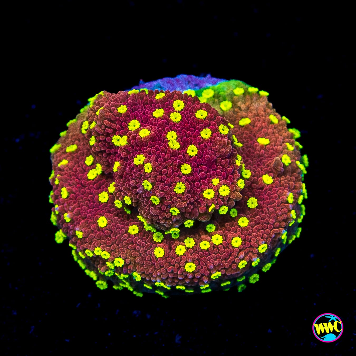 CC Habanero Montipora