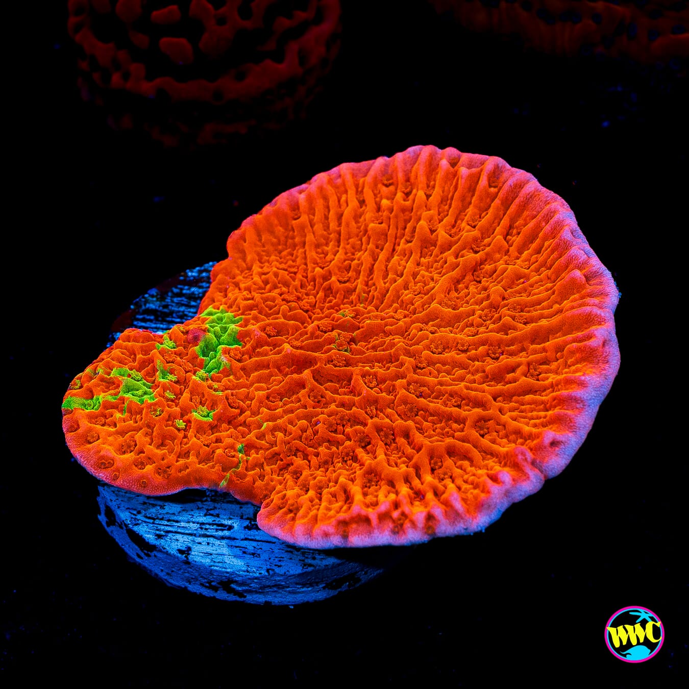 WWC Jaw Breaker Grafted Montipora