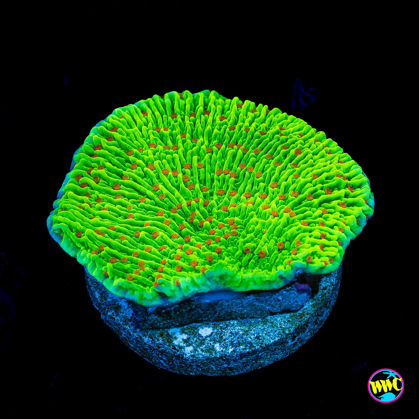 WWC Cousin Eddie's Toxic Montipora