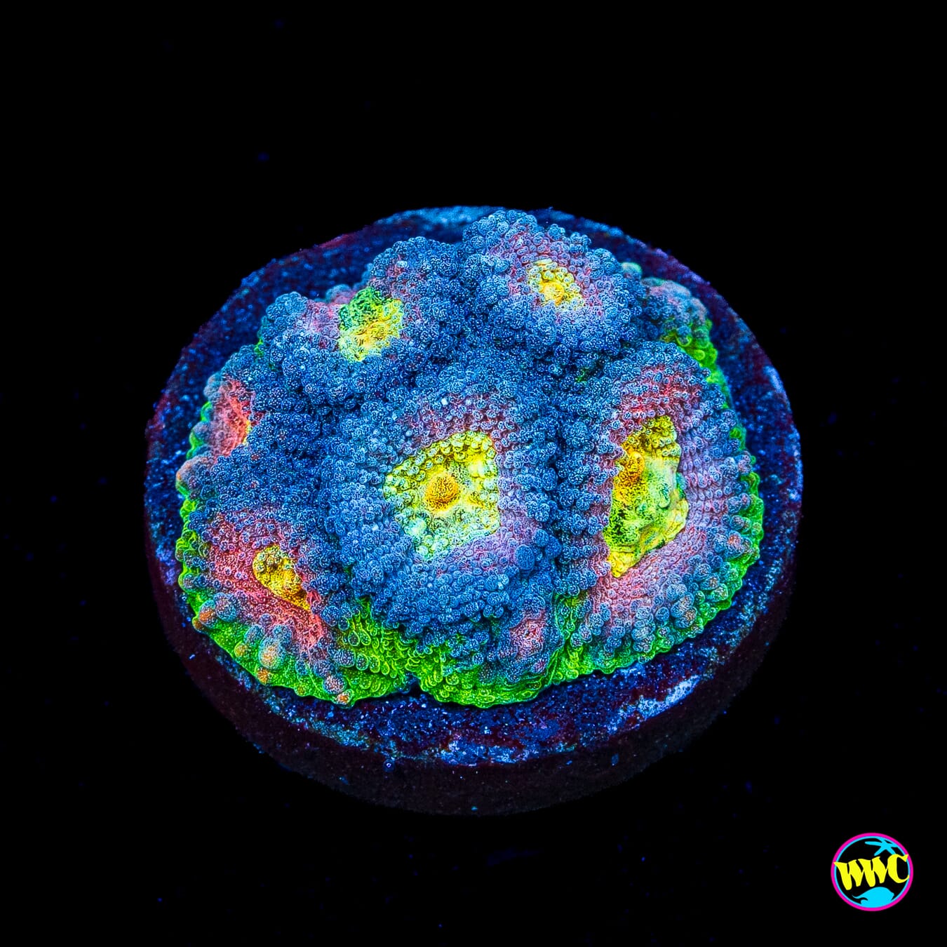 CB Angel Eye Favia