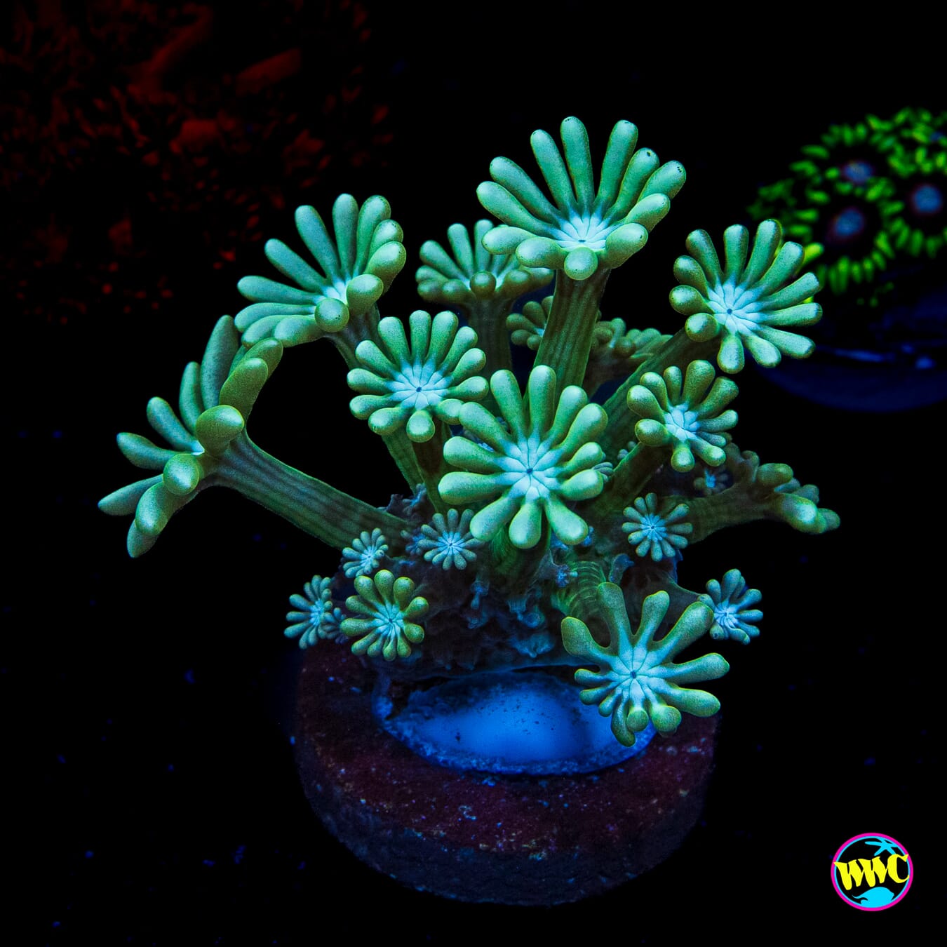 Sandstorm Alveopora