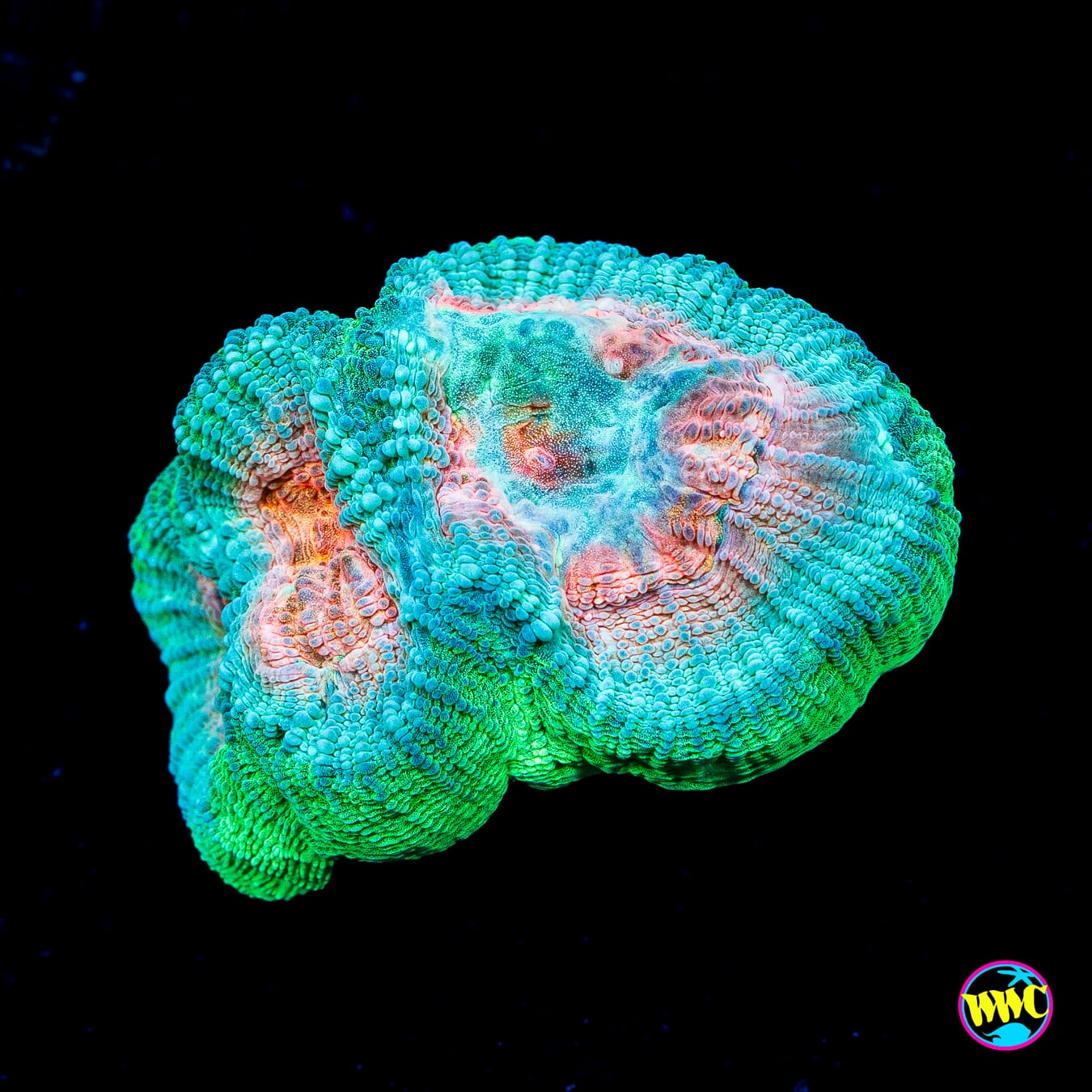 Seaform Favia