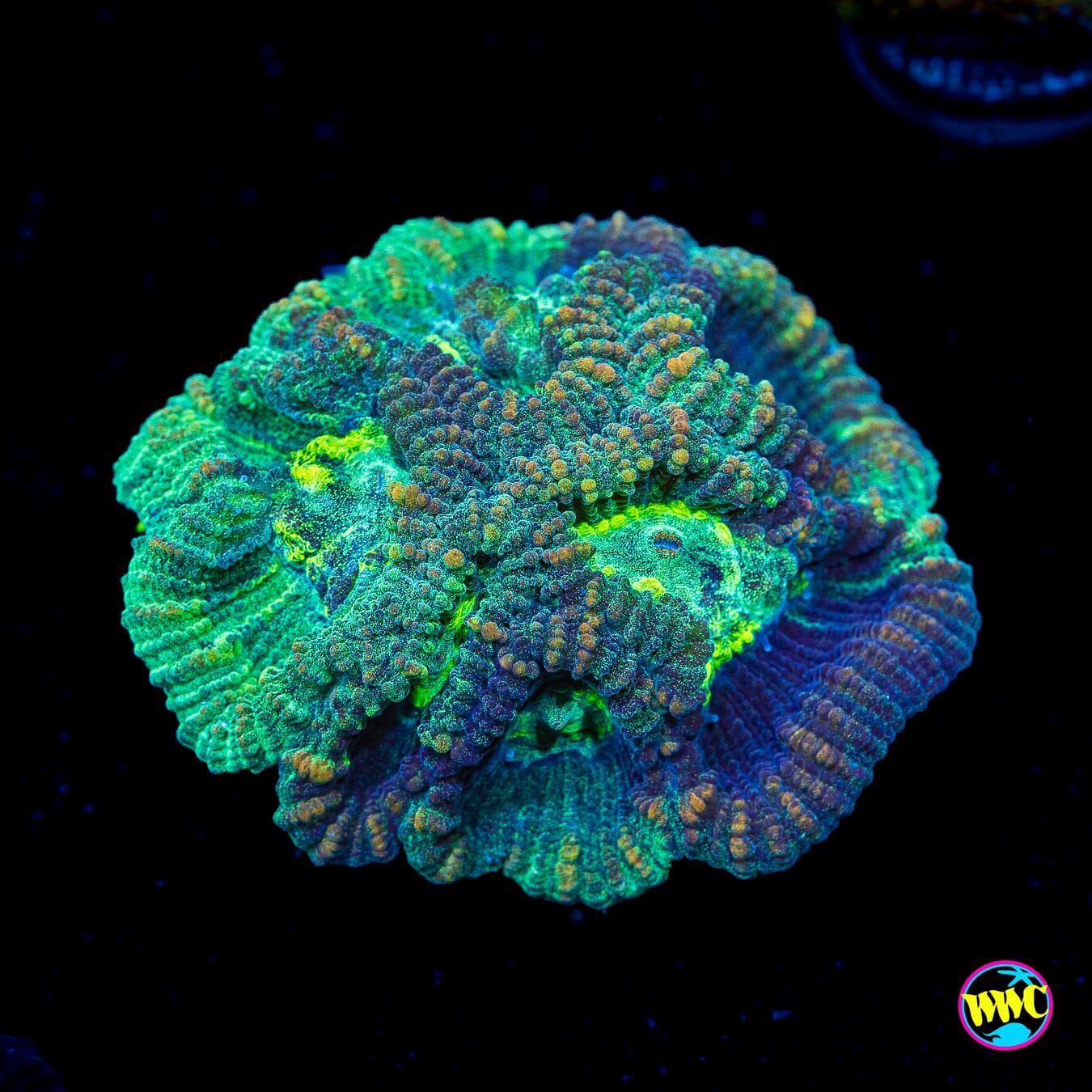 WWC Kraken Favia