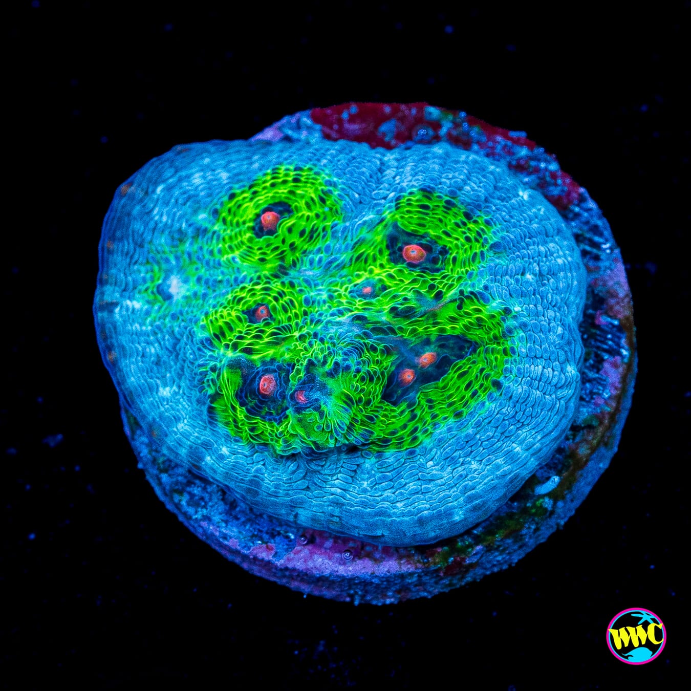 WWC Avatar Chalice