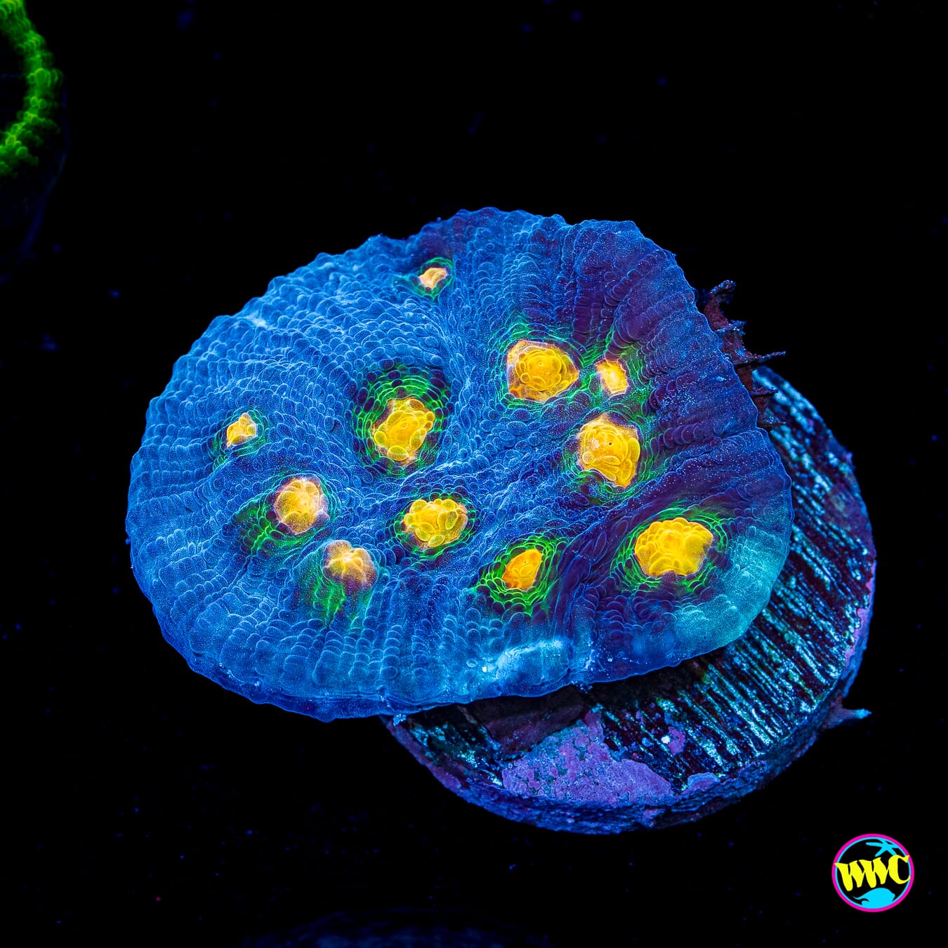 WWC Outer Orbit Chalice