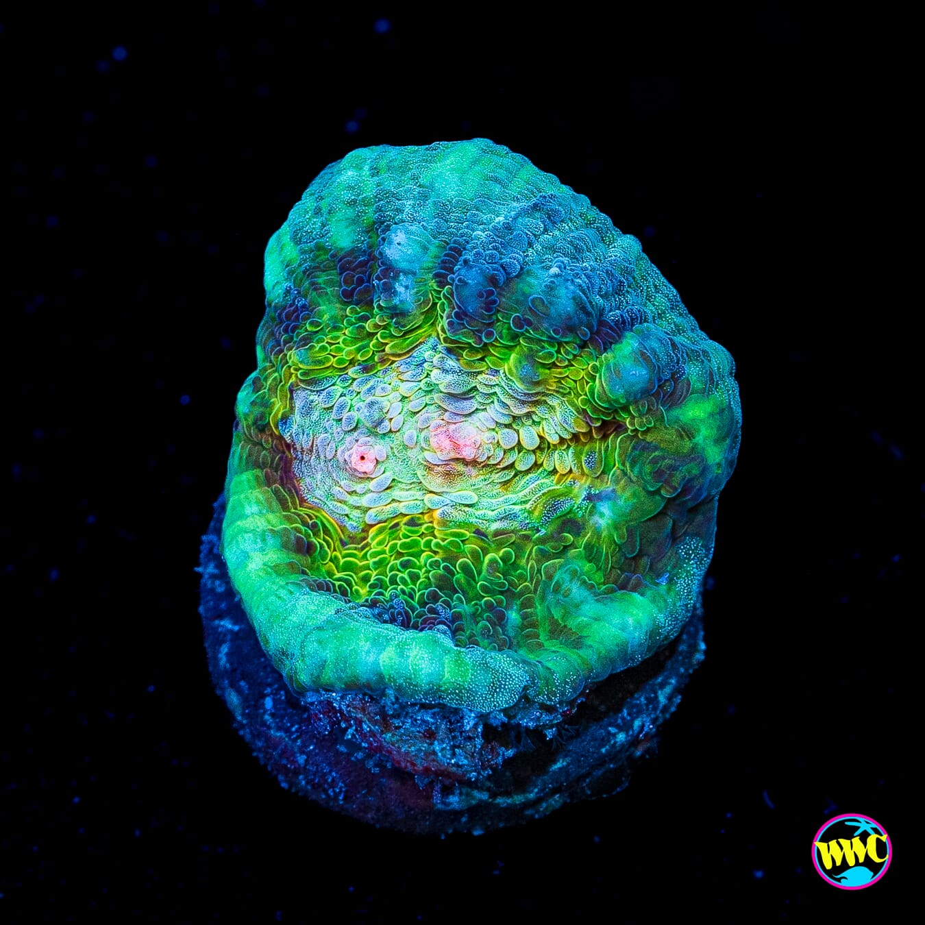 WWC Shattered Star Mycedium Chalice