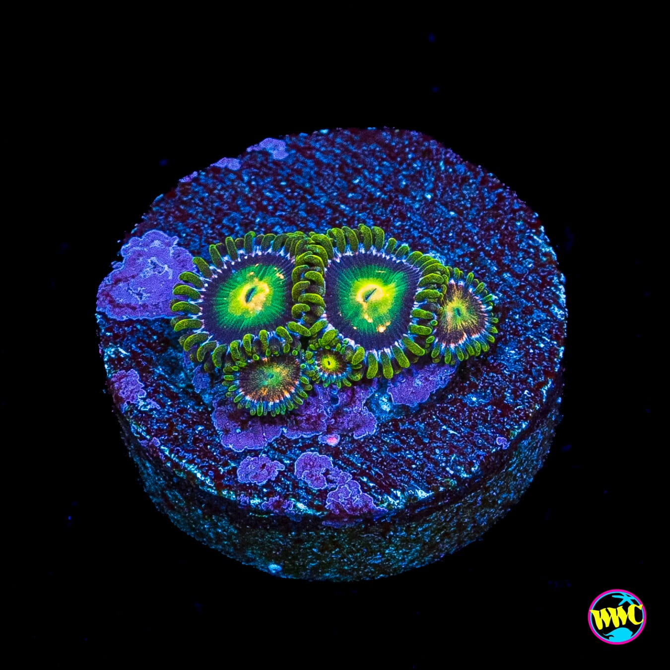 WWC Cosmic Dragon Eye Zoanthids