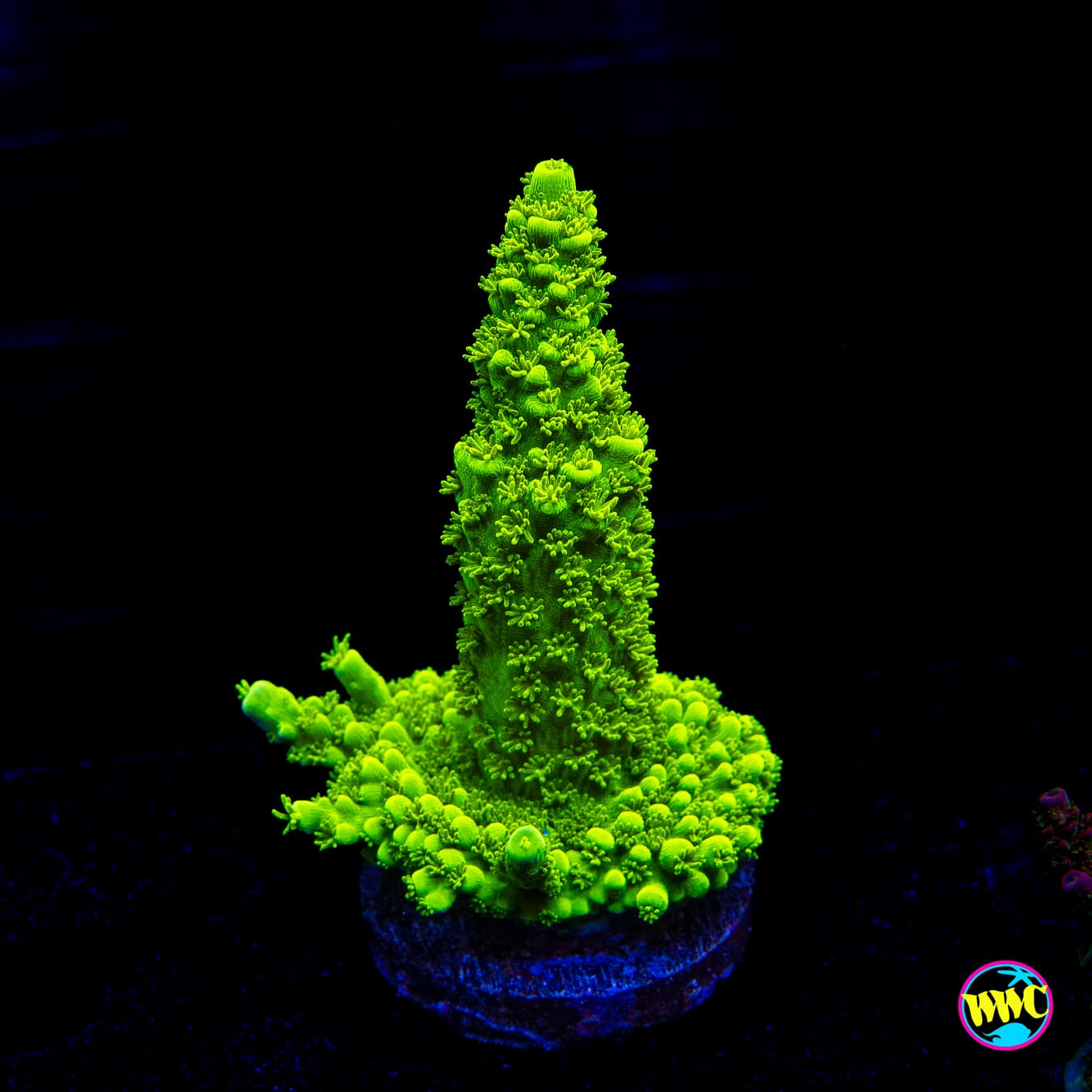 Green Slimer Acropora