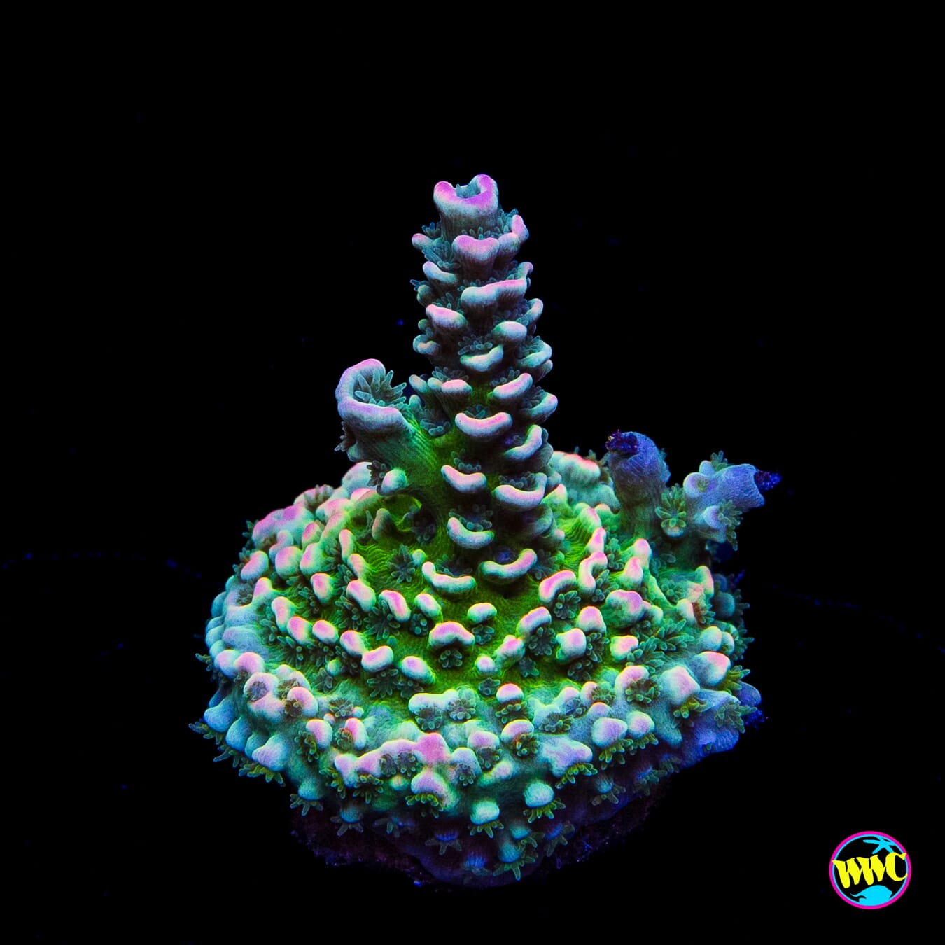 WWC Tiddly Winks Tenuis Acropora