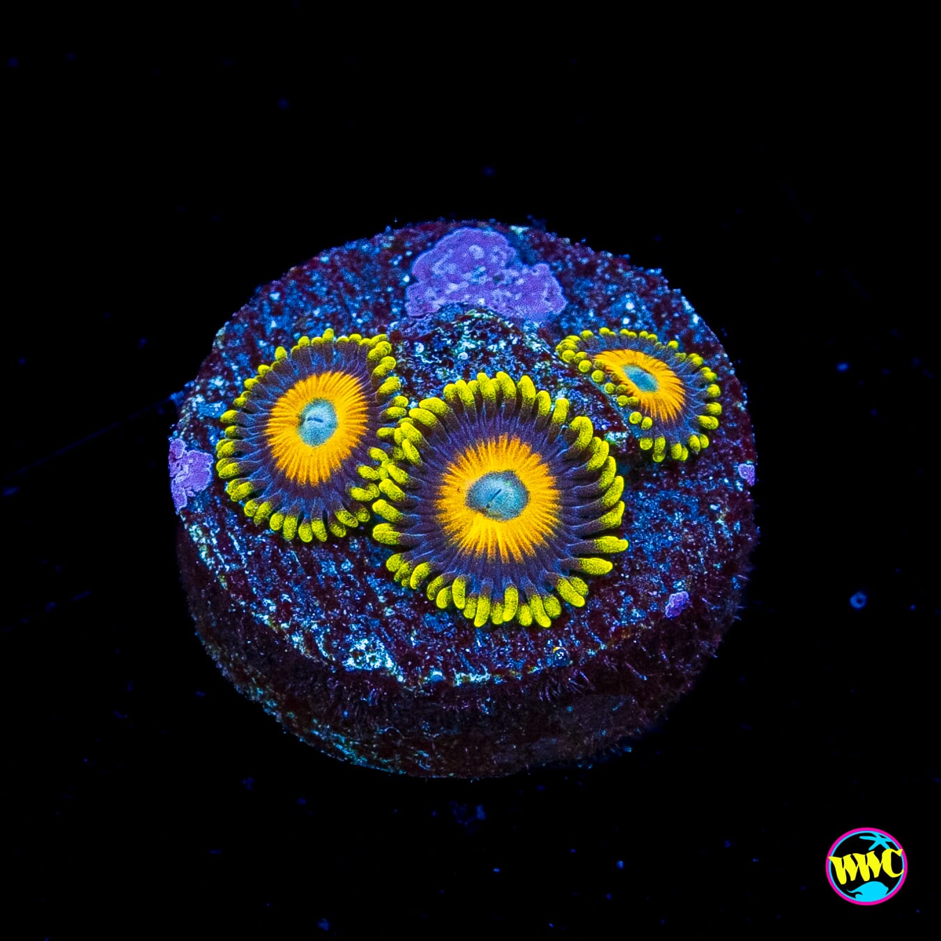 Scrambled Eggs Zoanthids