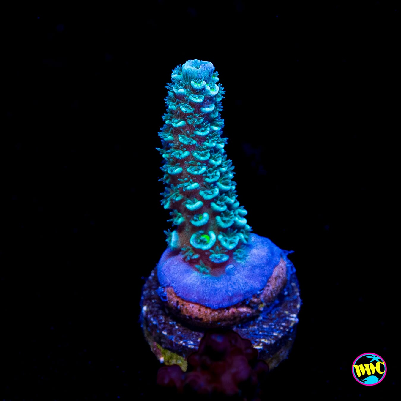 Man on the Moon Hoeksemai Acropora