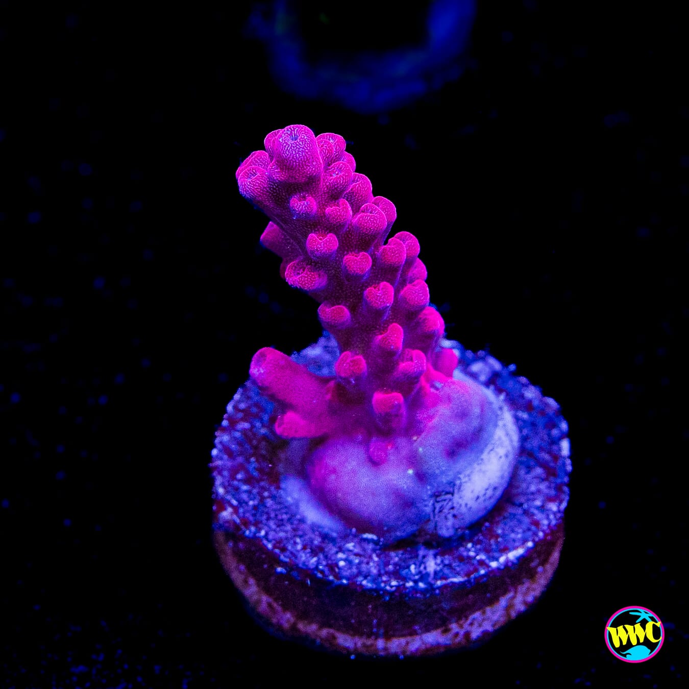 WWC Boomsauce Acropora