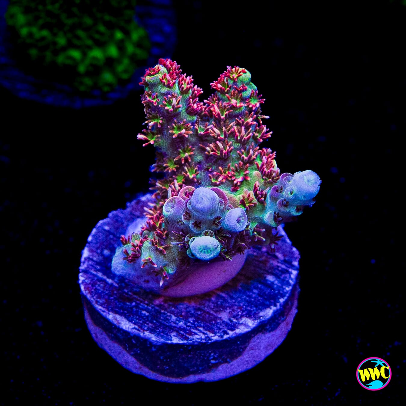 WWC Dirty Love Dreams Acropora