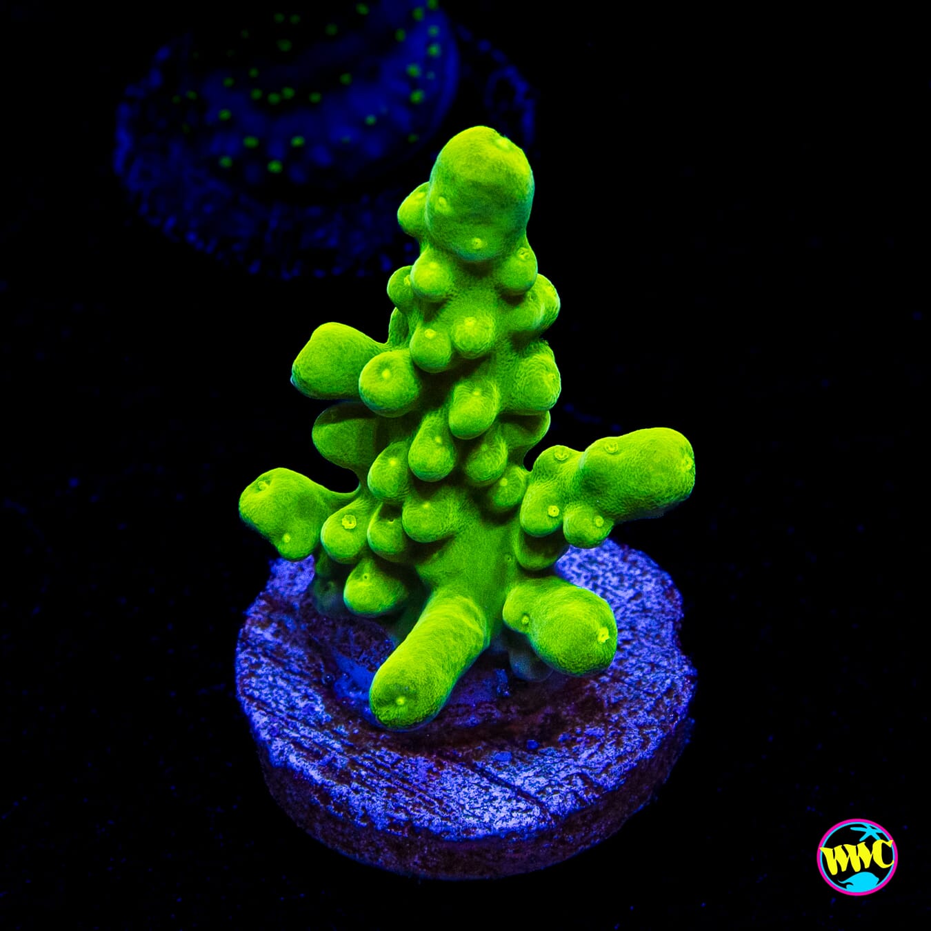 WWC Yellow Austera Acropora