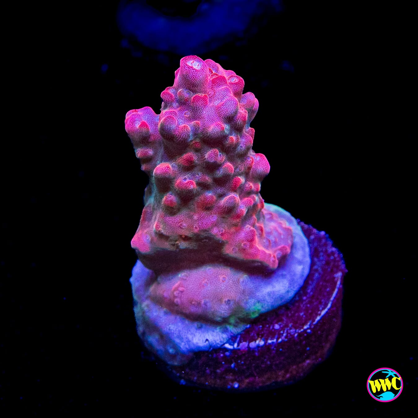 BC Bubble Bath Unicorn Acropora