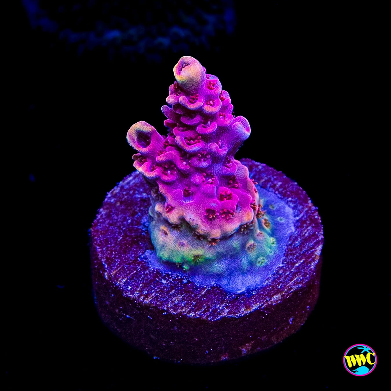 WWC Marmalade Melody Acropora