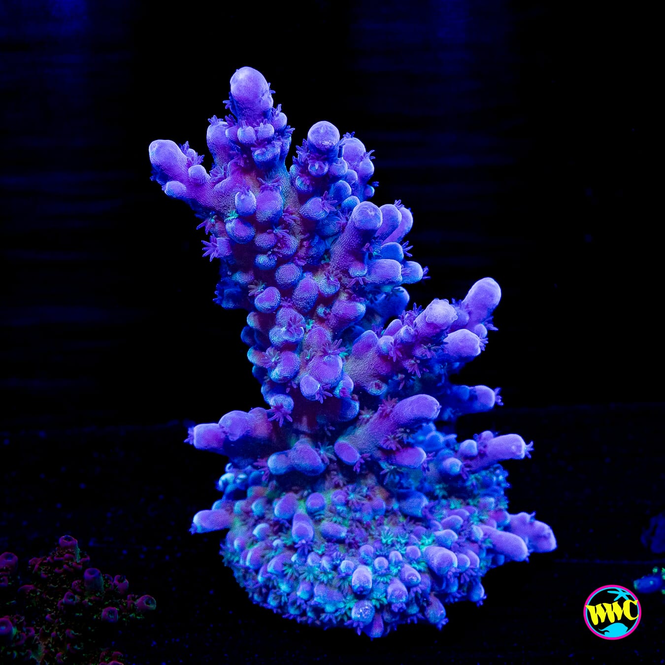 WWC Madman Austera Acropora