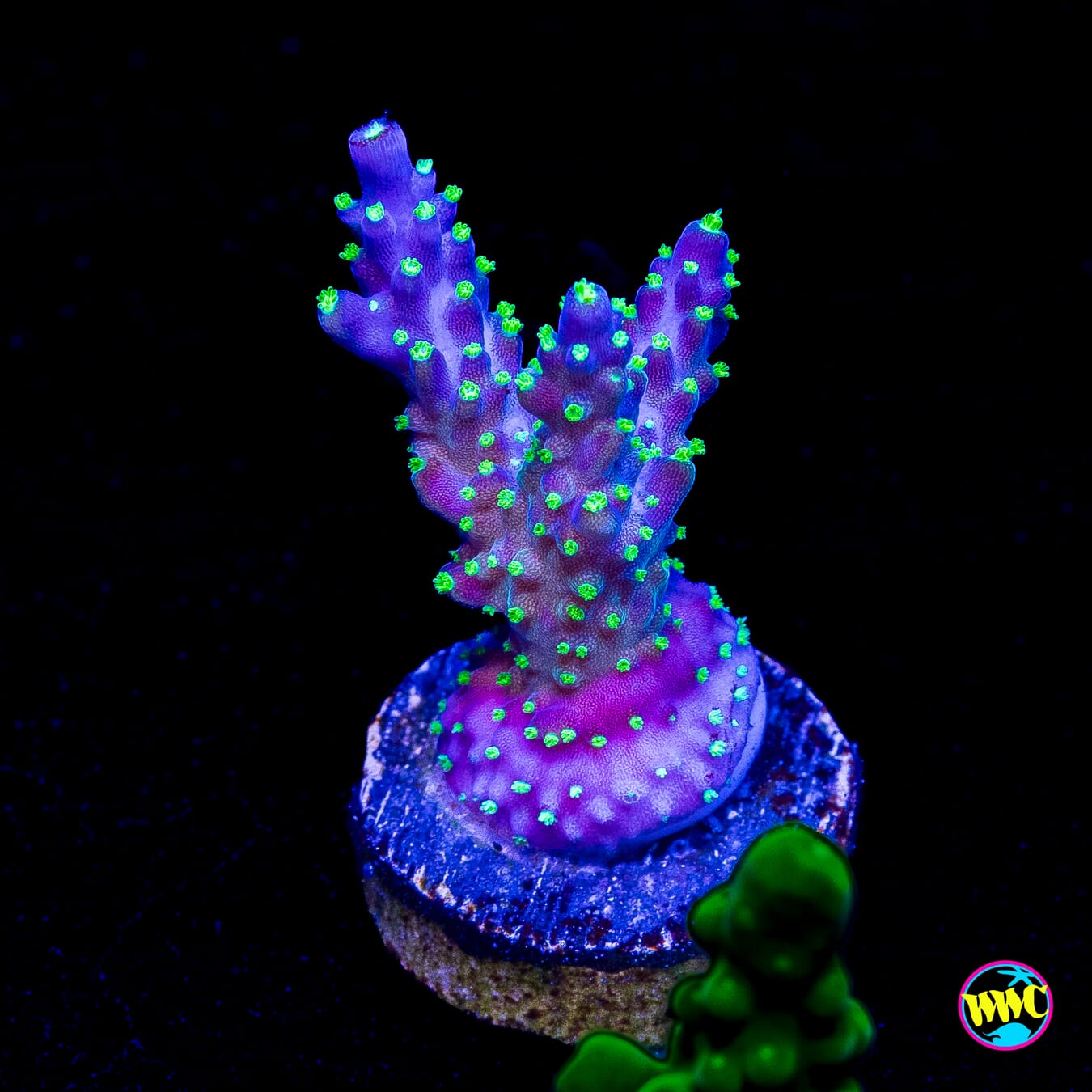 WWC Tricolor Acropora