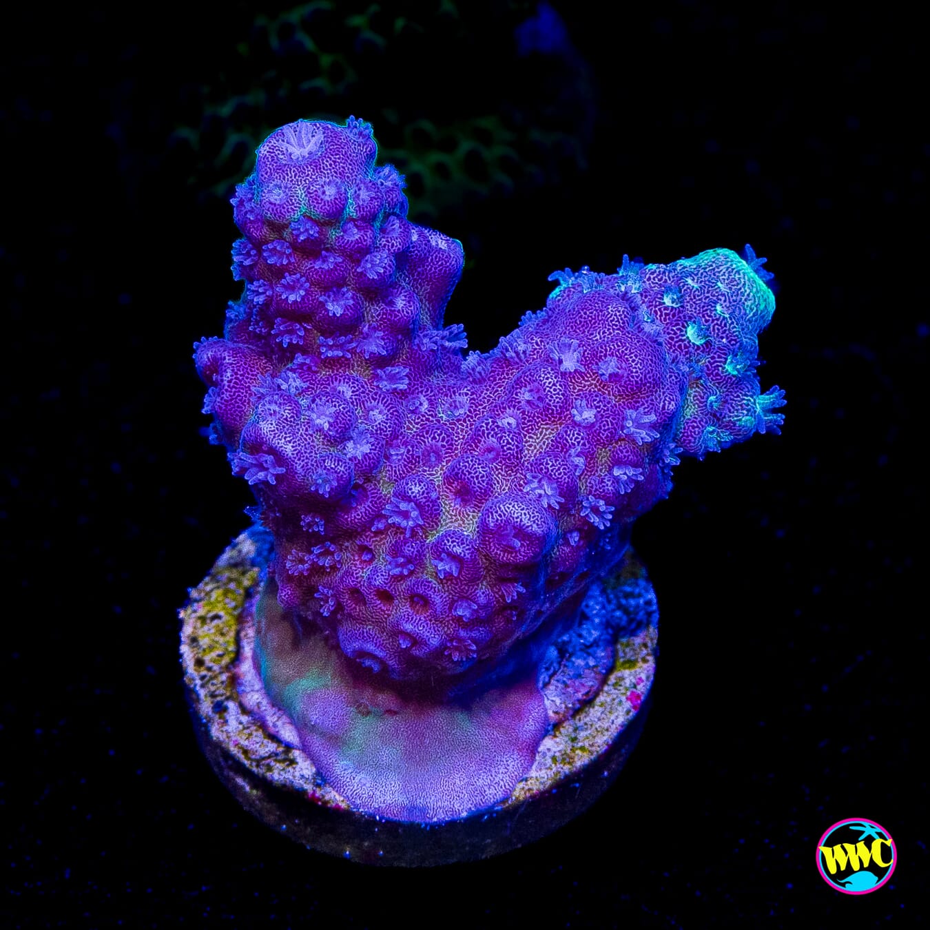 WWC Nuclear Grapes Acropora