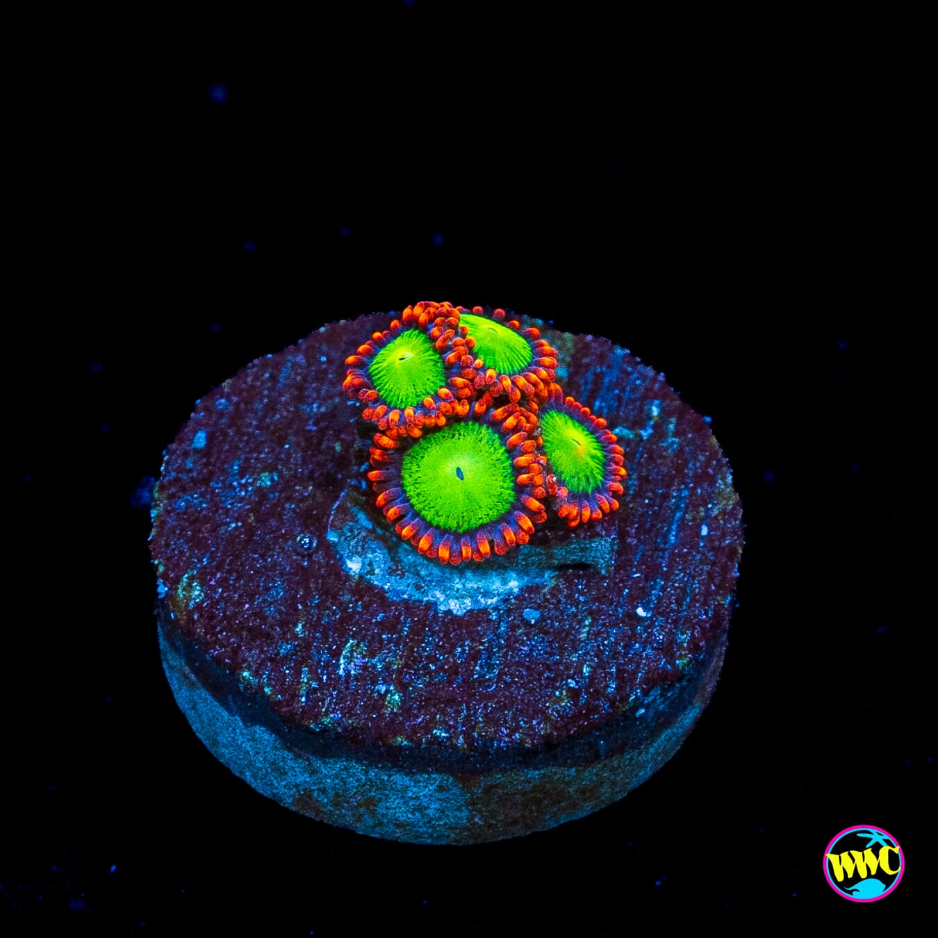 Goblins Fire Zoanthids