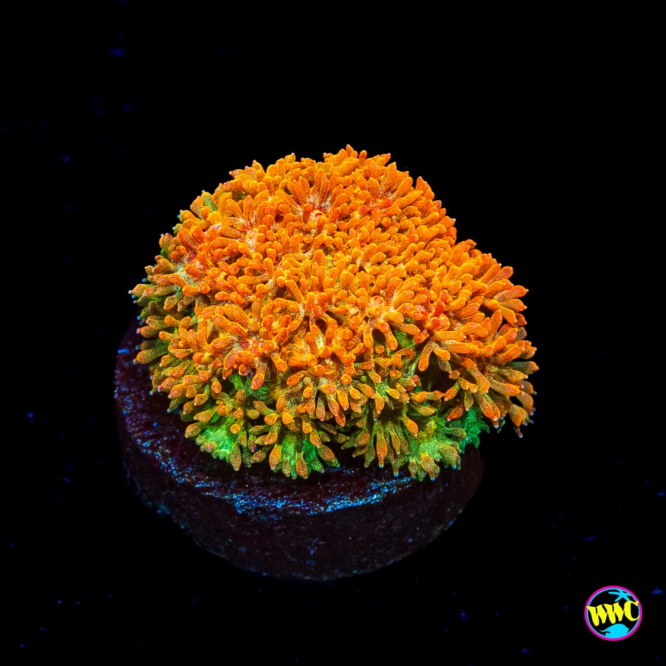 WWC Captain Crunch Micro Goniopora