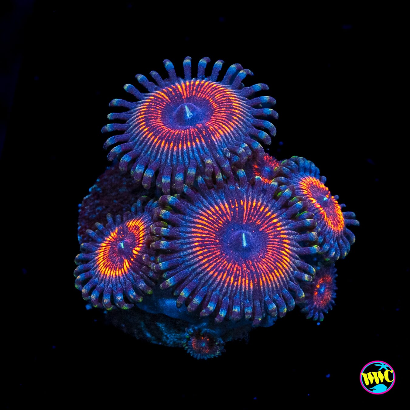 Armor of God Zoanthids