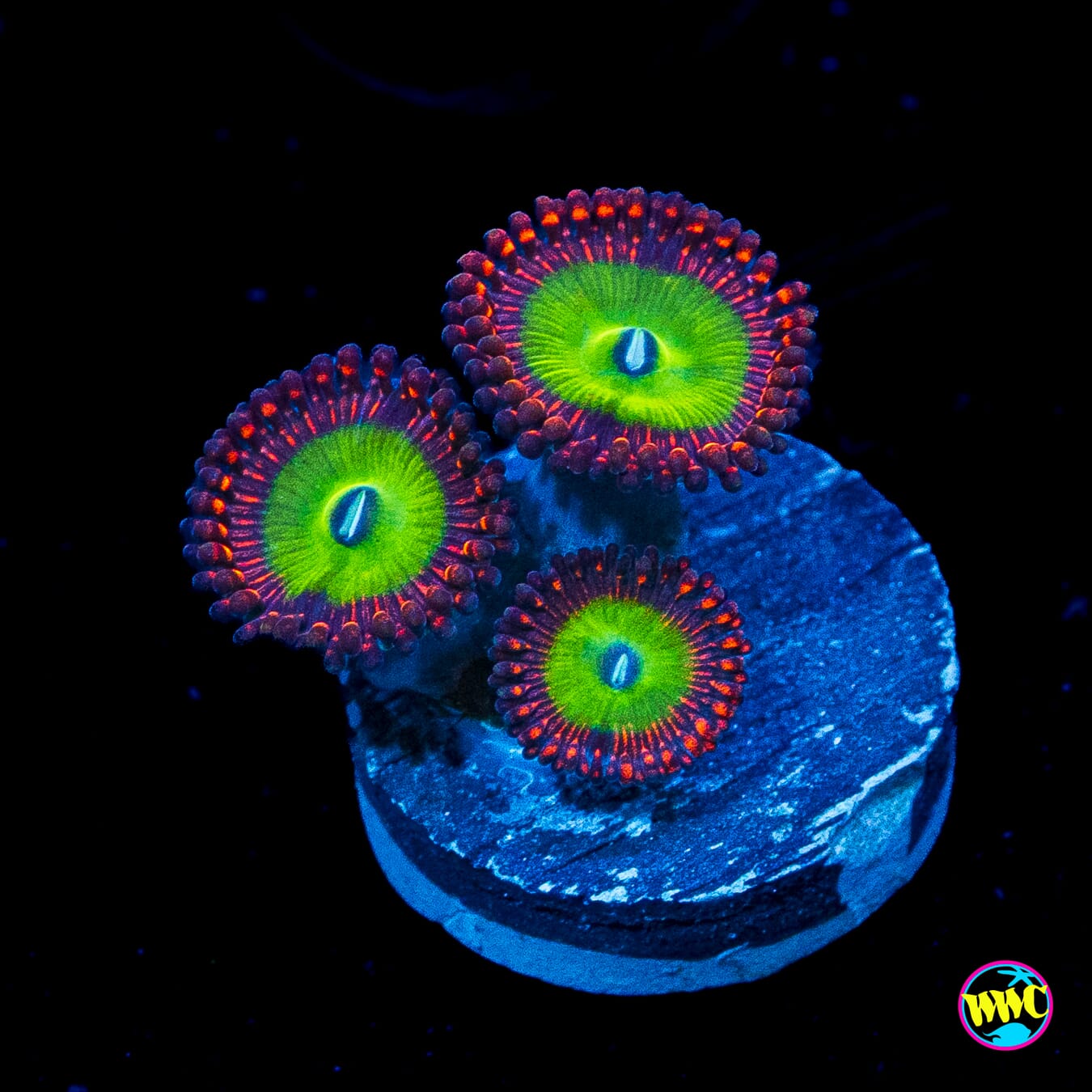 Candy Apple Red Zoanthids