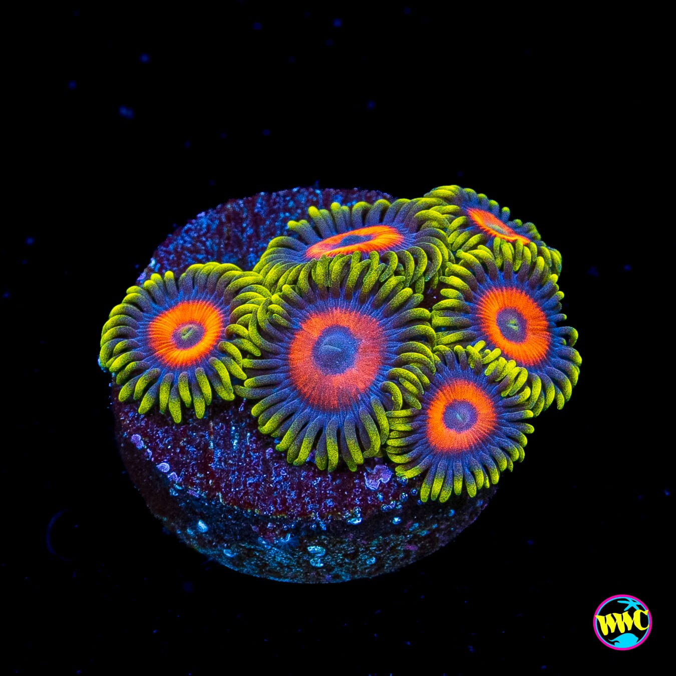 WWC Wacky Snakes Zoanthids