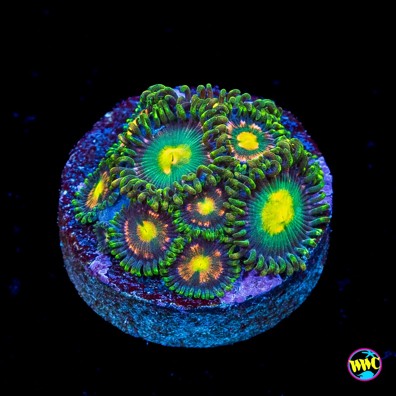 WWC Peace and Love Zoanthids