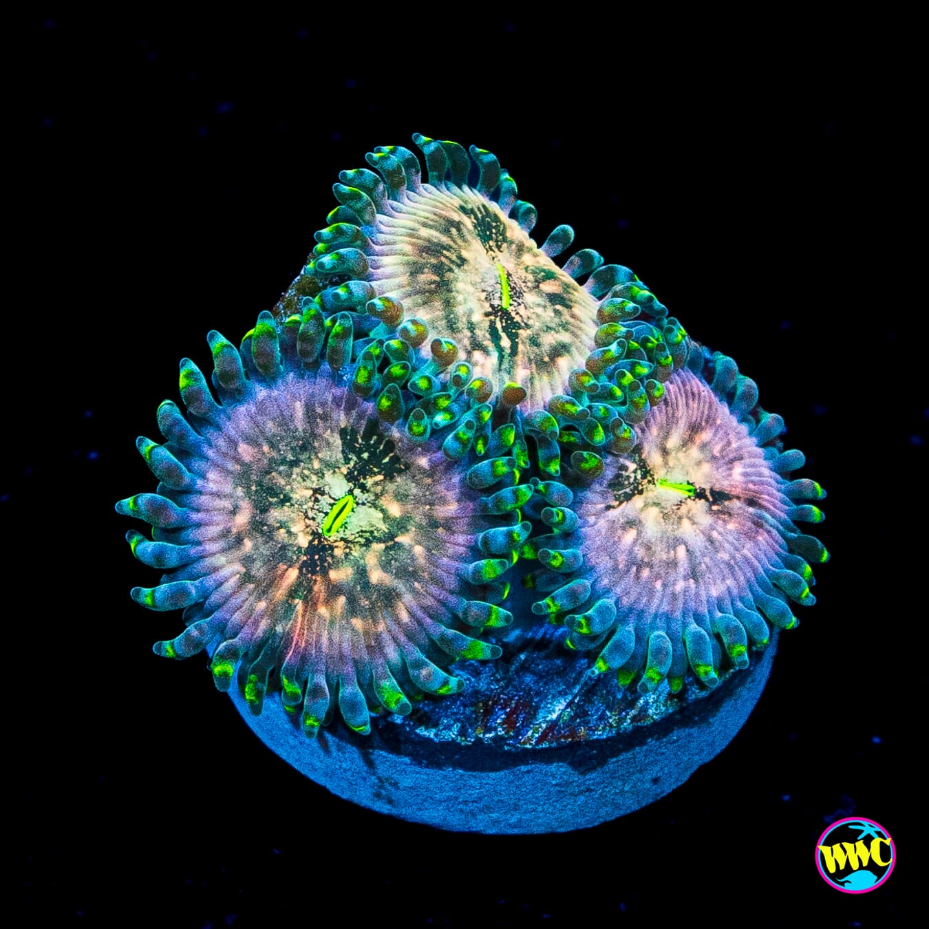 Hawaiian Ding Dang Zoanthids