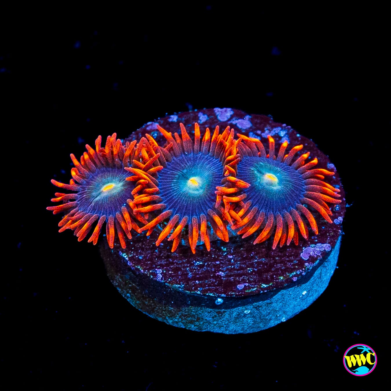 WWC Wildfire Zoanthids