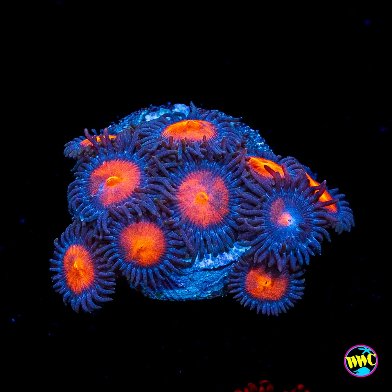 WWC Burning Mans Zoanthids