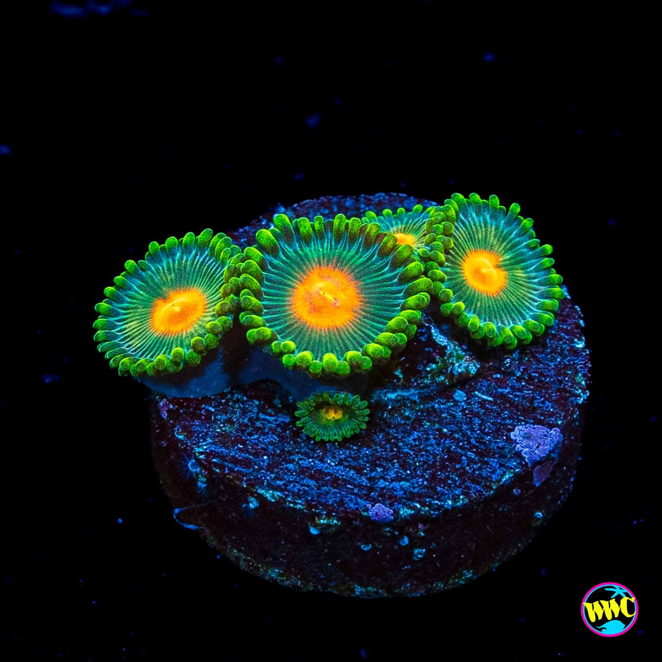 WWC Campfire Zoanthids
