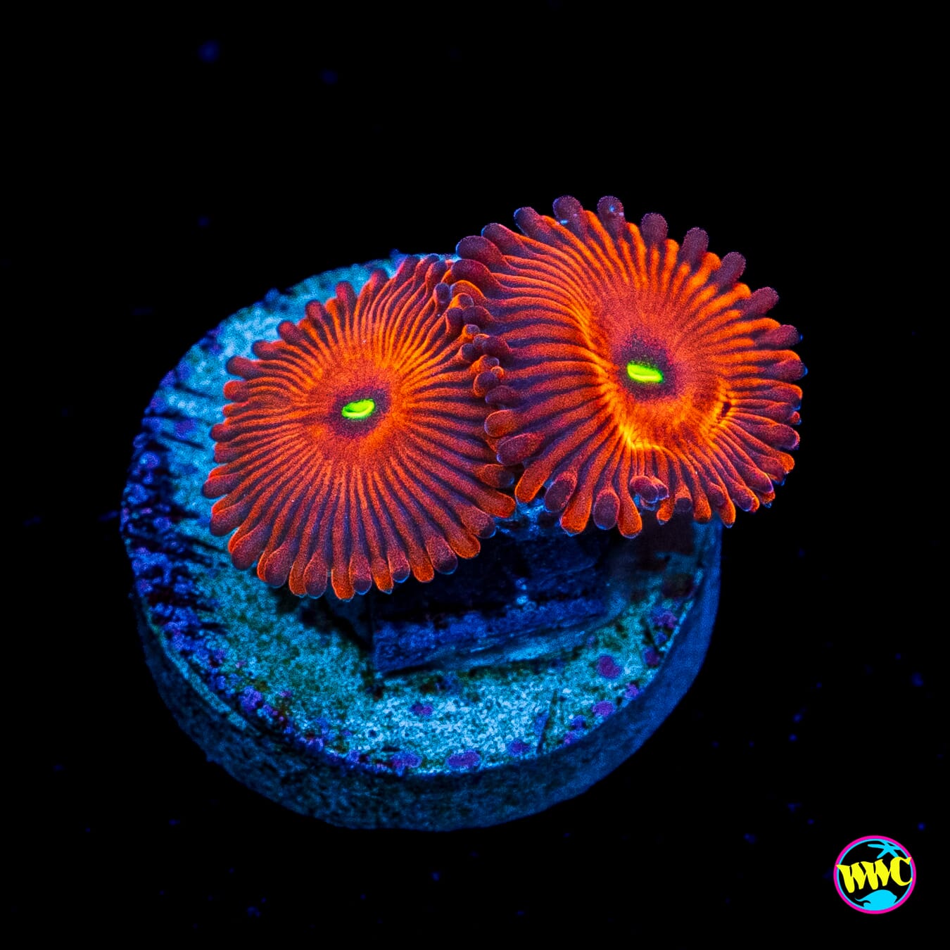 True Red People Eater Zoanthids
