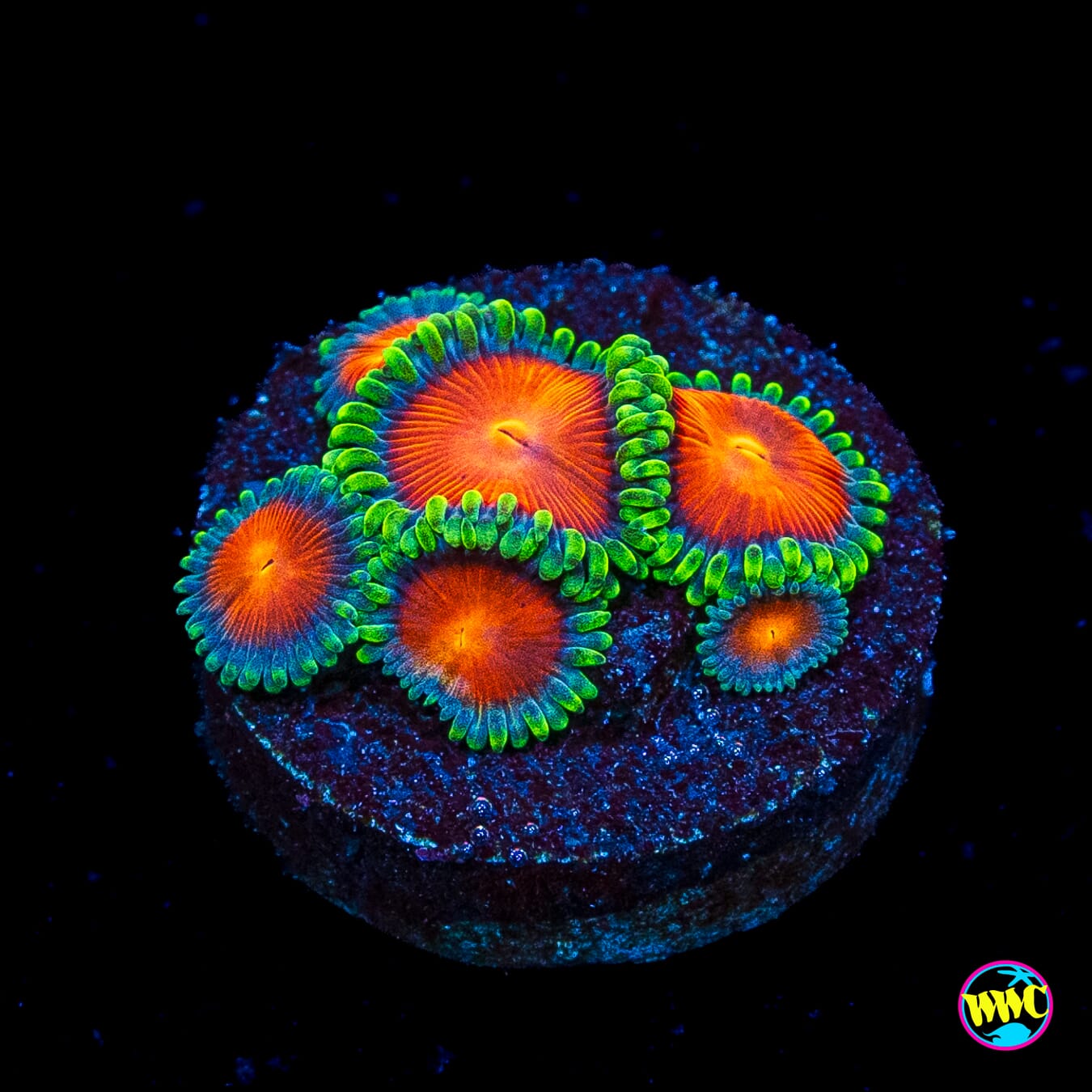 WWC Elemental Fury Zoanthids
