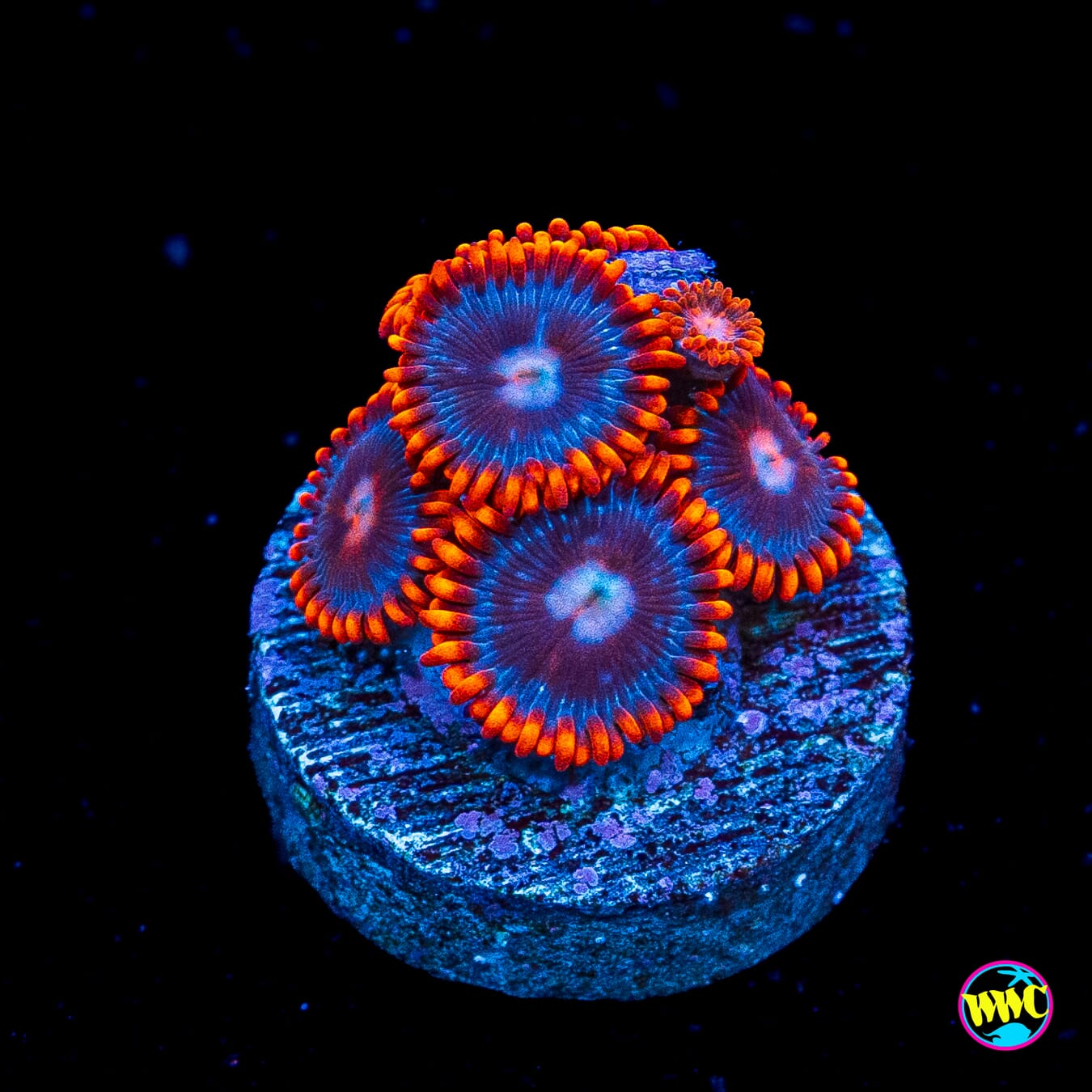 Flaming Ice Ball Zoanthids