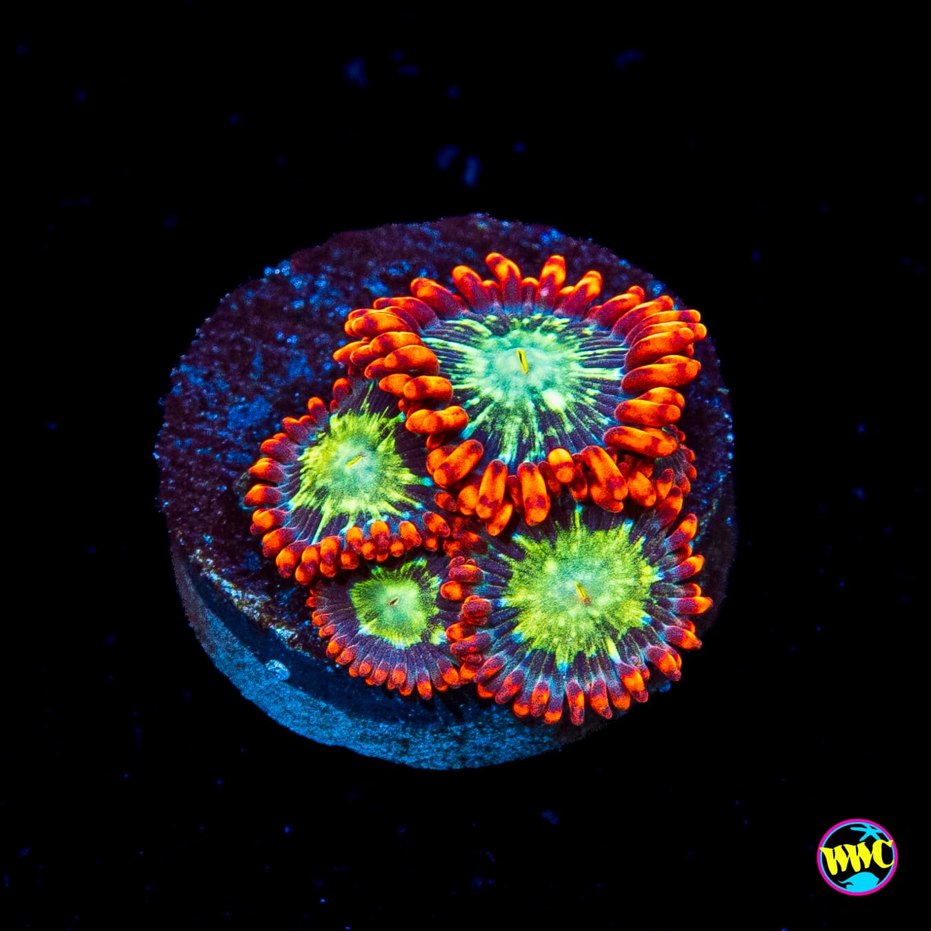 WWC Astral Shift Zoanthids